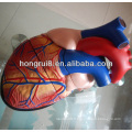 Modèle de coeur médical anatomie humaine, coeur anatomique Jumbo